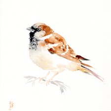 Oryginalna akwarela. Wróbel