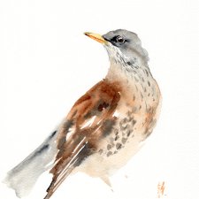 Oryginalna akwarela. Drozd