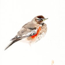 Oryginalna akwarela. Drozd