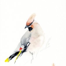 Oryginalna akwarela. Jemiołuszka