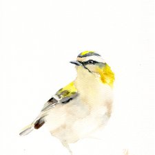 Oryginalna akwarela. Mysikrólik