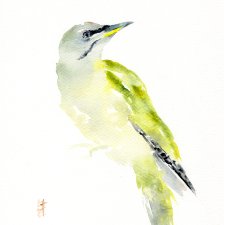 Oryginalna akwarela. Dzięcioł zielonosiwy