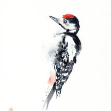 Oryginalna akwarela. Dzięcioł