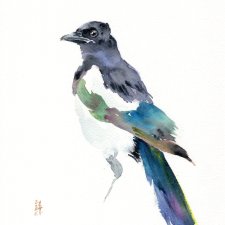 Oryginalna akwarela. Sroka