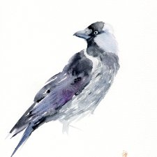 Oryginalna akwarela. Kawka