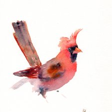 Oryginalna akwarela. Kardynał