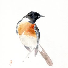 Oryginalna akwarela. Kląskawka