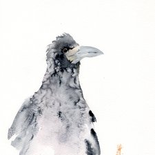 Oryginalna akwarela. Gawron