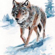 Obraz ręcznie malowany "Wilk"+rama