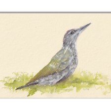 Dzięcioł zielony. Akwarela ręcznie malowana