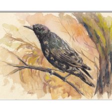 Szpak. Akwarela ręcznie malowana