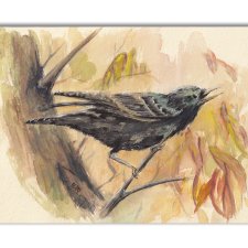Szpak. Akwarela ręcznie malowana
