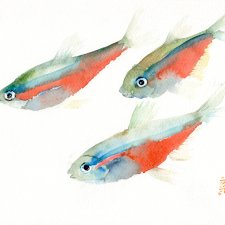 Oryginalna akwarela. Ryby