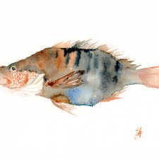 Oryginalna akwarela. Ryba