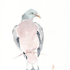 Oryginalna akwarela. Gołąb grzywacz