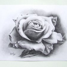 róża rysunek grafitem A4