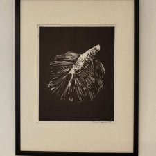 Bojownik Rybka - oprawione passe-partout - Linoryt, ilustracja, grafika, obrazek, obraz, sztuka, plakat, dekoracje