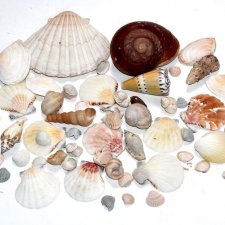 MUSZELKI zestaw dekoracja  mix