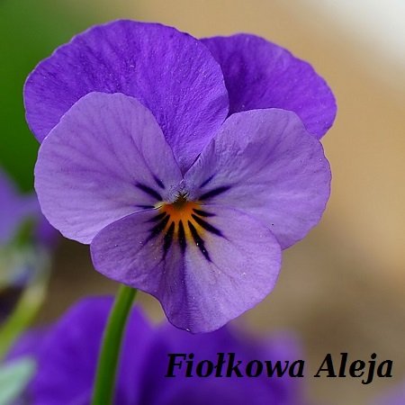 Fiołkowa Aleja