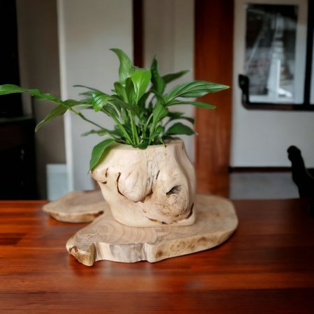 Woodwonder