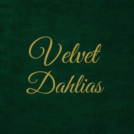 Velvet Dahlias